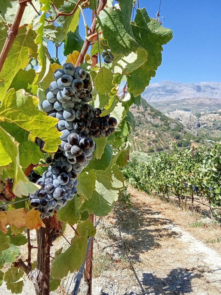 Heraklion Winery - Bike Friendly - 2