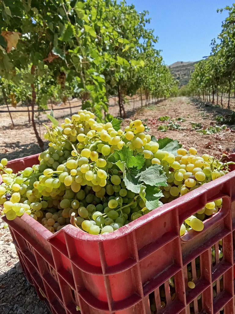 Heraklion Winery - Bike Friendly - 8