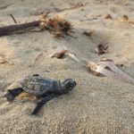 Phyllida Guest Houses - Bike Friendly